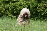 KOMONDOR 046